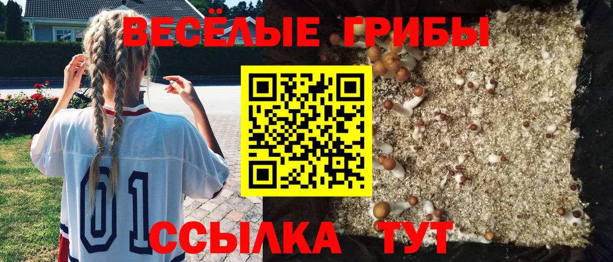 Галлюциногенные грибы Psilocybine cubensis Чапаевск